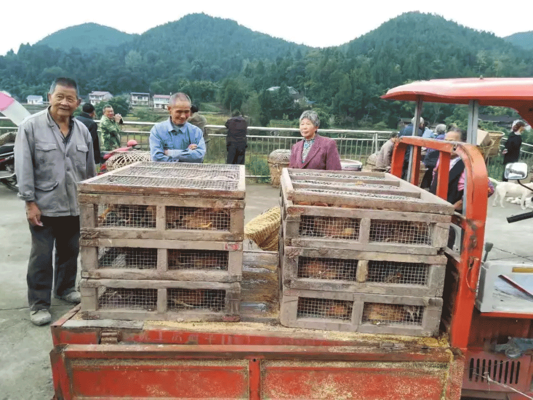 ���䣺Ϊ�м��˼�ͥ��ѷ��ż���2538ֻ