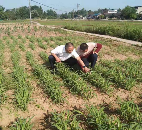 ��������ģ���¹����ҡ���һ�Ͷ��ڡ��ڼ䡰��԰���衱����ũҵ��������